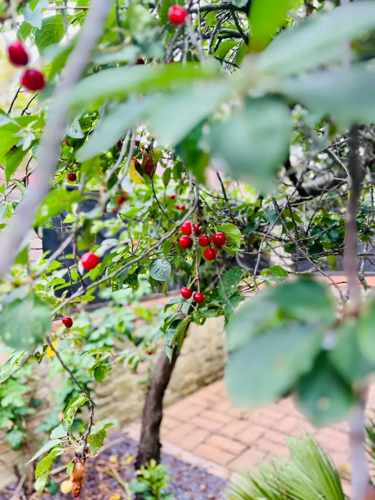 Elevate Your Cocktails with Homemade Maraschino Cherries: Say Goodbye to Store-Bought! 🍒🌳 how to Elevate Your Cocktails with Homemade Maraschino Cherries